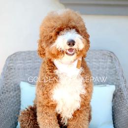 Zara - Goldendoodle
