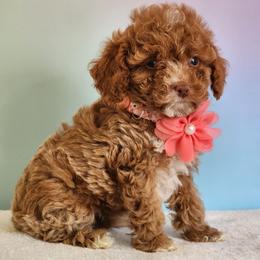 Ruby - Red and white female Cockapoo puppy in Louisburg, North Carolina from Raven Oak's Mini Cockapoos and Mini Dachshunds