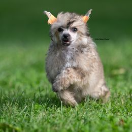 Chinese Crested Puppies from Qilin Chinese Crested