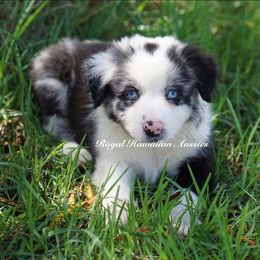 Moonstone 🤍 - Blue merle Miniature American Shepherd puppy in Kamuela On The Big Island, Hawaii from Royal Hawaiian Aussies LLC
