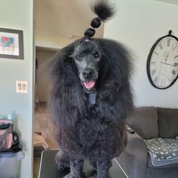 Mhysa - Poodle
