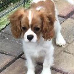 Waverly - Cavalier King Charles Spaniel