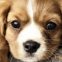 Cavalier King Charles Spaniels and Shetland Sheepdogs from Willow Rayne shelties and more