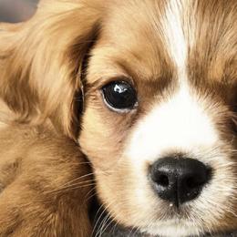 Cavalier King Charles Spaniels and Shetland Sheepdogs from Willow Rayne shelties and more