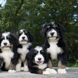 Bernedoodles, Poodles, and Shiba Inu from WhiskeyCreek Doodles
