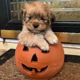 James - Golden male Lhasa Apso puppy in Albany, Georgia from Clark's Lhasas