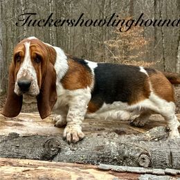 Bruno - Basset Hound