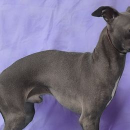 MARCHWIND CATCH ME IF YOU CAN - Italian Greyhound