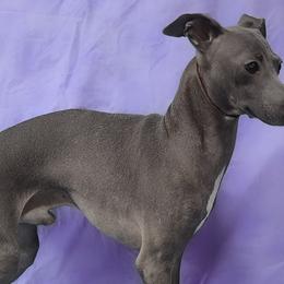 MARCHWIND CATCH ME IF YOU CAN - Italian Greyhound