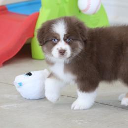 Salsa - Red tri-color female Australian Shepherd puppy in Jameson, Missouri from Sky Creek