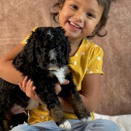 American Eskimo Dog and Bernedoodle Puppies from Shadow Kennels