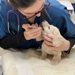 Dachshund Puppies from Island Farms Mimi’s Dachshunds Florida