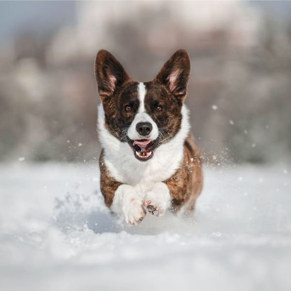 Cardigan Welsh Corgi