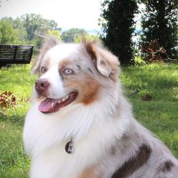 Miniature American Shepherds and Miniature Australian Shepherds from Monticello Mini Aussies