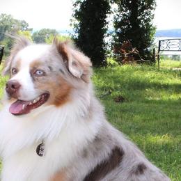 Miniature American Shepherds and Miniature Australian Shepherds from Monticello Mini Aussies