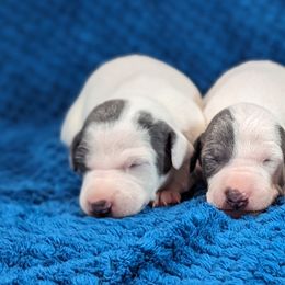Italian Greyhound Puppies from Alura Italian Greyhounds
