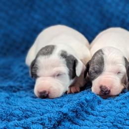 Italian Greyhound Puppies from Alura Italian Greyhounds