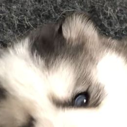 Pomsky Puppies from Pixie Pomsky