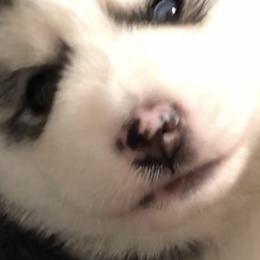 Pomsky Puppies from Pixie Pomsky