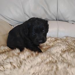 Max - Black male Labradoodle puppy in Apache Junction, Arizona from Loving Doodle