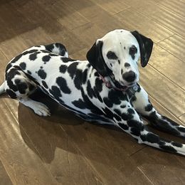 Violet - Dalmatian