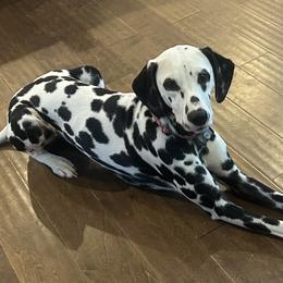 Violet - Dalmatian
