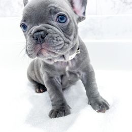 French Bulldog Puppies from Pawzitive Frenchies