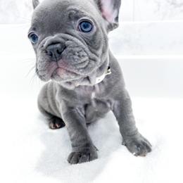 French Bulldog Puppies from Pawzitive Frenchies