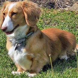 Bobbie - Dachshund