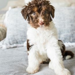 Aussiedoodle, Bernedoodle, and Poodle Puppies from Doodle Belle Puppy