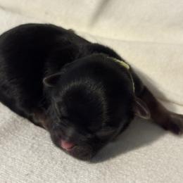 Green - Black gold and white male Shihpoo puppy in Walterboro, South Carolina from Puddlejumpers