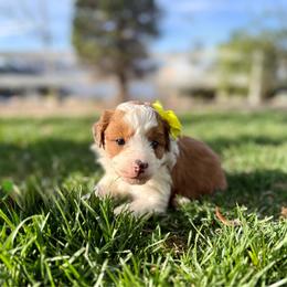 Red White Small Spot - Brown and white female Aussiedoodle puppy in Plain City, Utah from Myers Desert Doodles