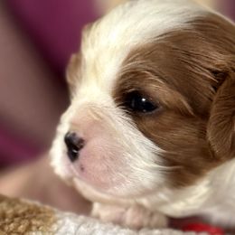 Skully - Cavalier King Charles Spaniel puppy from Skais the Limit Cavaliers