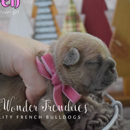 Arwen - Fawn female French Bulldog puppy in Loxahatchee, Florida from Blue Wonder Frenchies