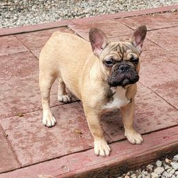 French Bulldog Puppies from Alcide kennels