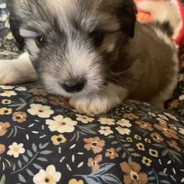 Coton de Tulear Puppies from Catawba Cotons