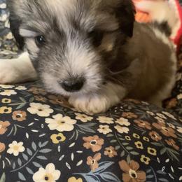 Coton de Tulear Puppies from Catawba Cotons