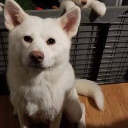 Japanese Akitainu Puppies from Four Seasons Akita (Shikisou)