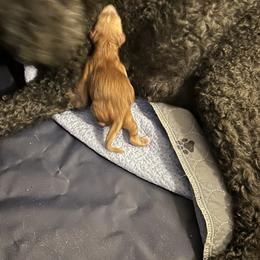 Apricot boy - Apricot male Cavapoo puppy in Tempe, Arizona from Springerdoodles Plus AZ