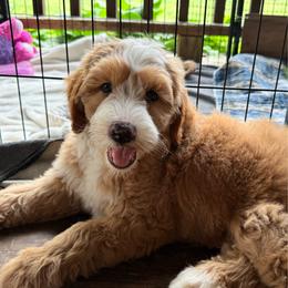 Brooke - female Australian Mountain Doodle puppy in Chattanooga, Tennessee from River City Doodles TN