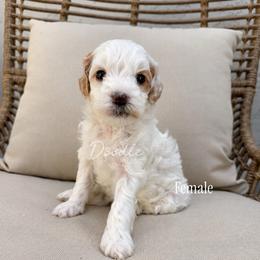 Pumpkin - Parti female Goldendoodle puppy in Gilbert, Arizona from Doodle Bliss
