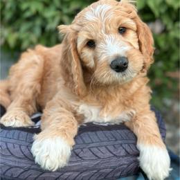Chevy - Apricot male Goldendoodle puppy in Chelan, Washington from North Cascades Doodles