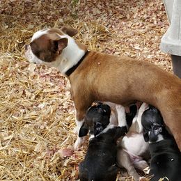 Peggy - Boston Terrier