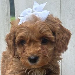 White Heart - Apricot female Goldendoodle puppy in Germantown, Maryland from Honey Blossom Doodles