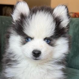 Henry - Black and white male Pomsky puppy in Mesa, Arizona from Platinum Pomskies