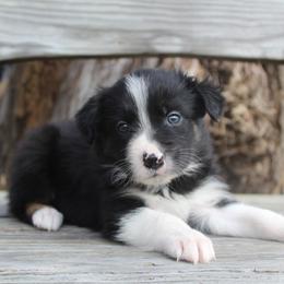 Nash - Tri-color male Border Collie puppy in Parsons, Kansas from Feathered Cactus Farm