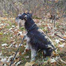 Miniature Schnauzer All Grown Up from Crooked Tree Ranch