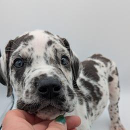 Great Dane Puppies from R&R Breeding and Pet Care