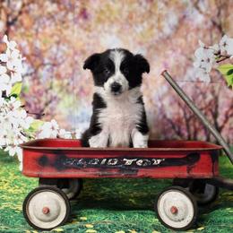 Dragonfly - Black and white male Border Collie puppy in Avilla, Indiana from Borderline Kennels