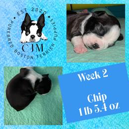 Chip - Black and white male Boston Terrier puppy in Jupiter, Florida from CJM Boston and Boxer Puppies